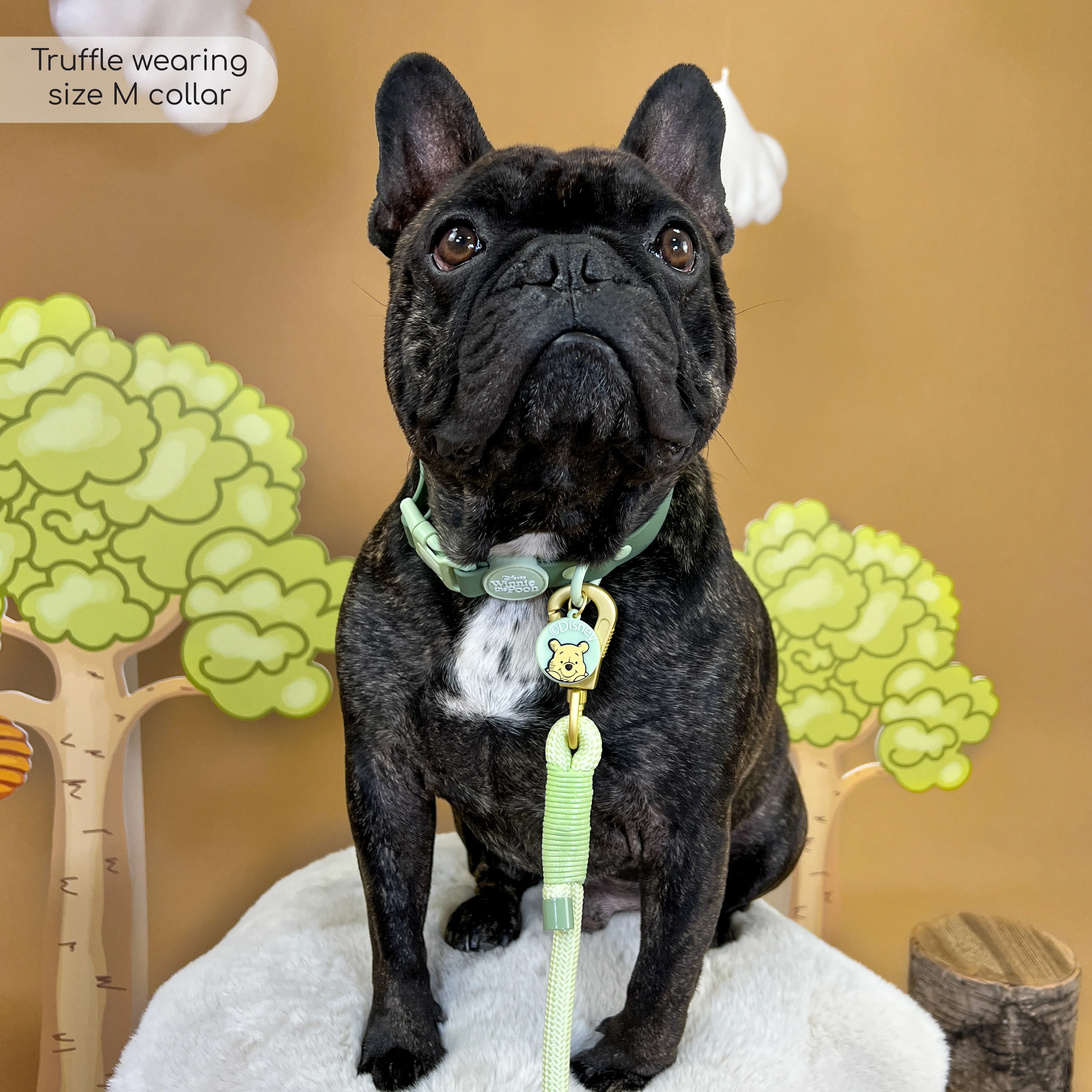 Disney© Waterproof Collar - 100 Aker Wood - Image 4