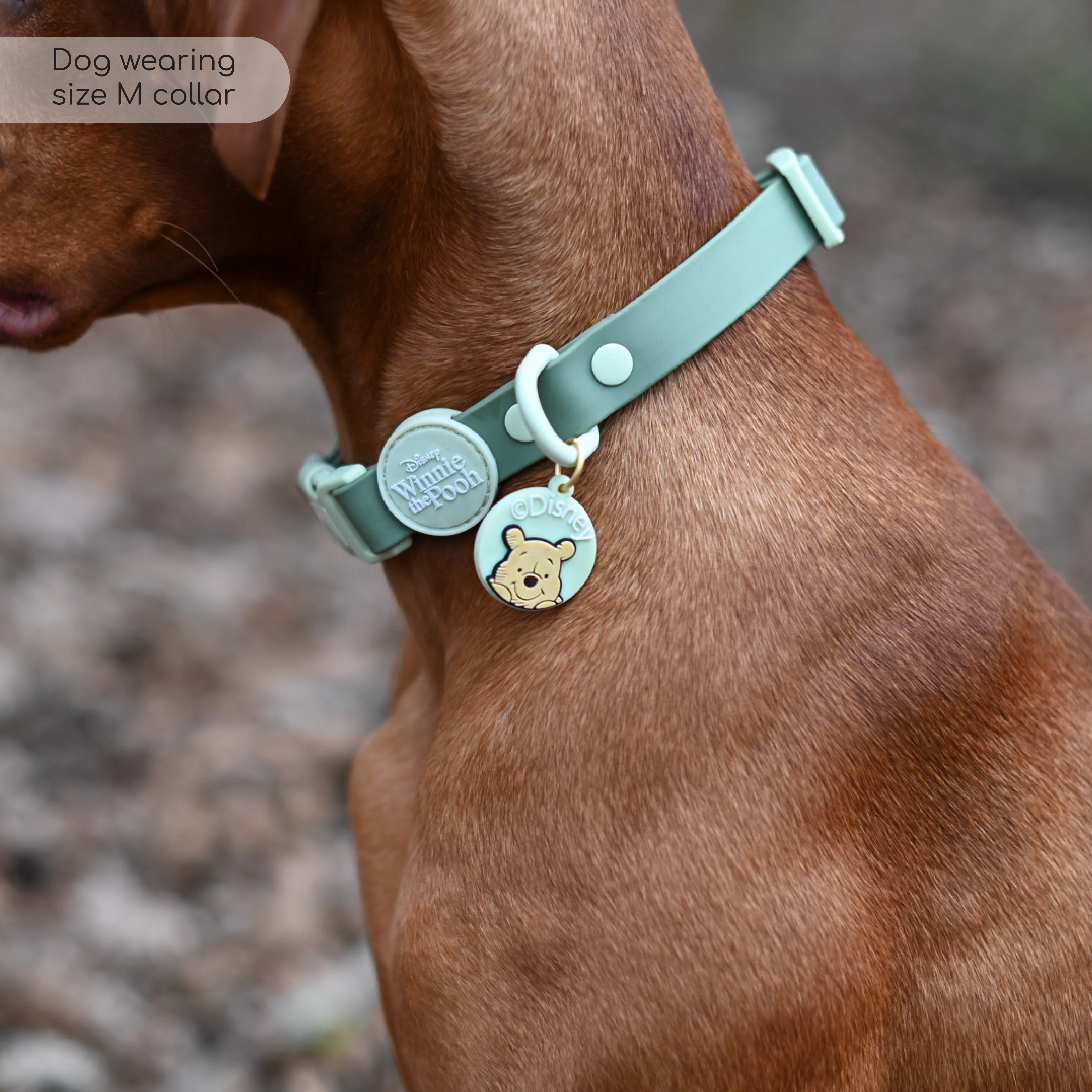 Disney© Waterproof Collar - 100 Aker Wood - Image 6