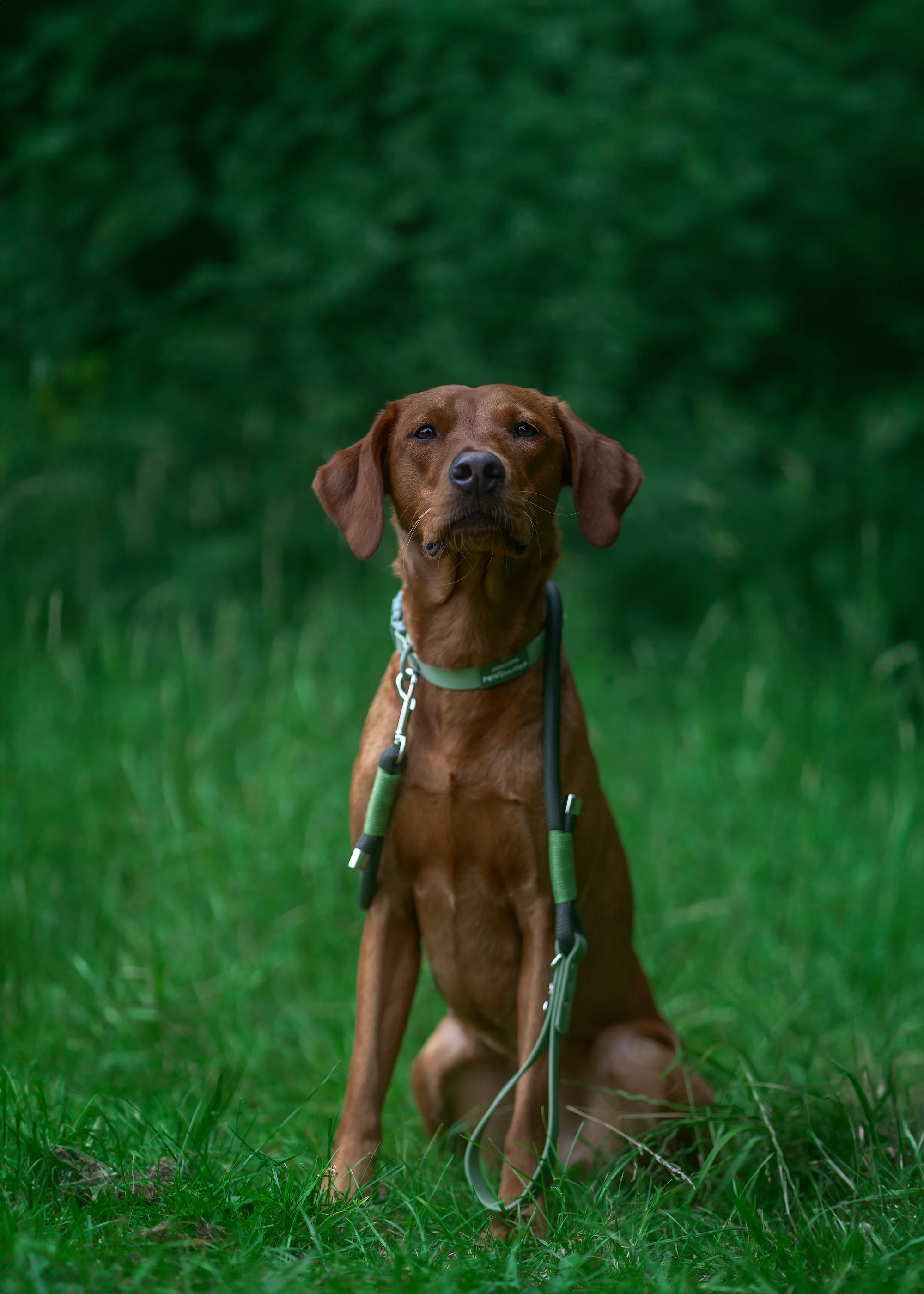 Waterproof Collar - Green - Image 8