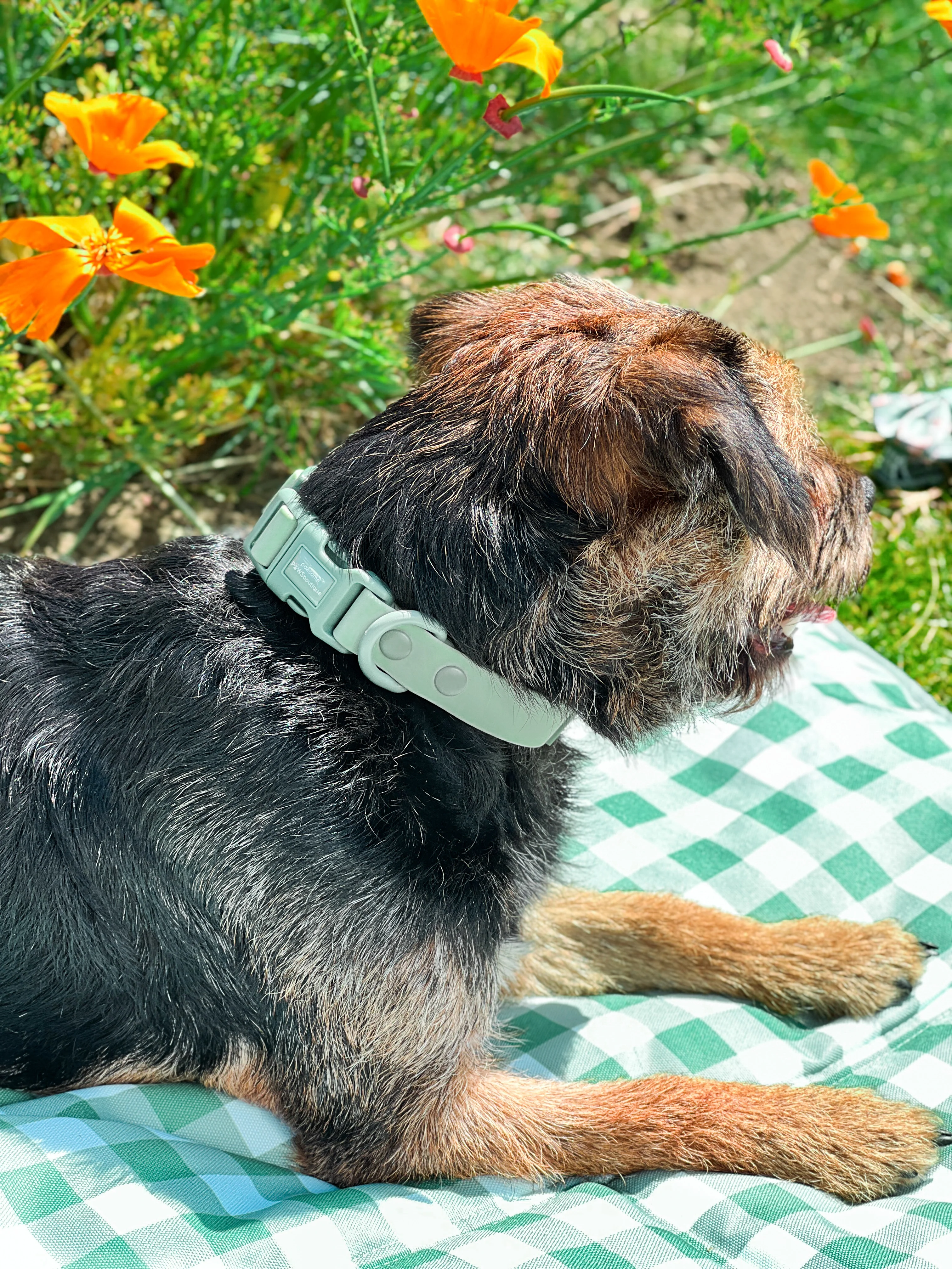 Waterproof Collar - Green - Image 9