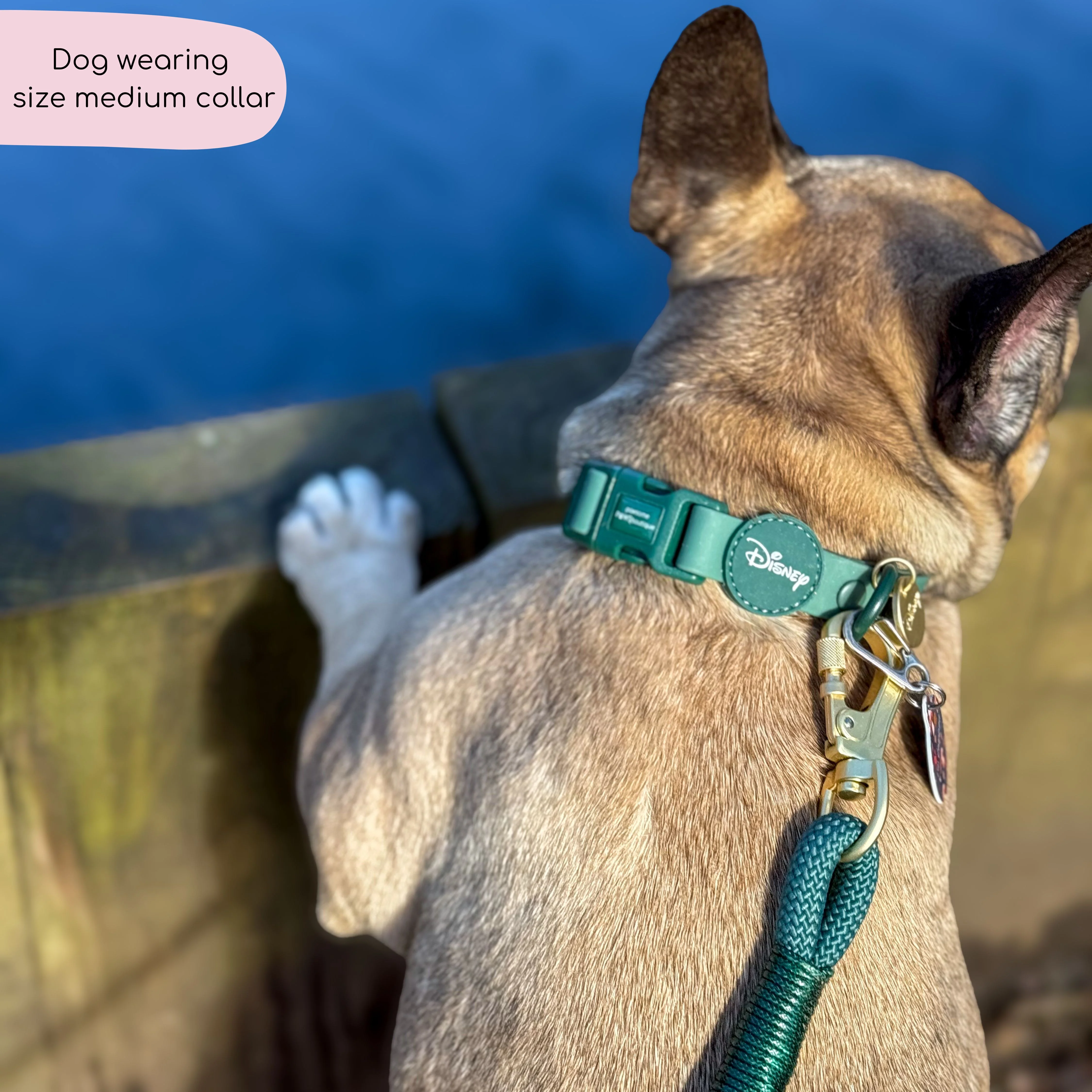 Disney© Waterproof Collar - Jungle Book - Image 12
