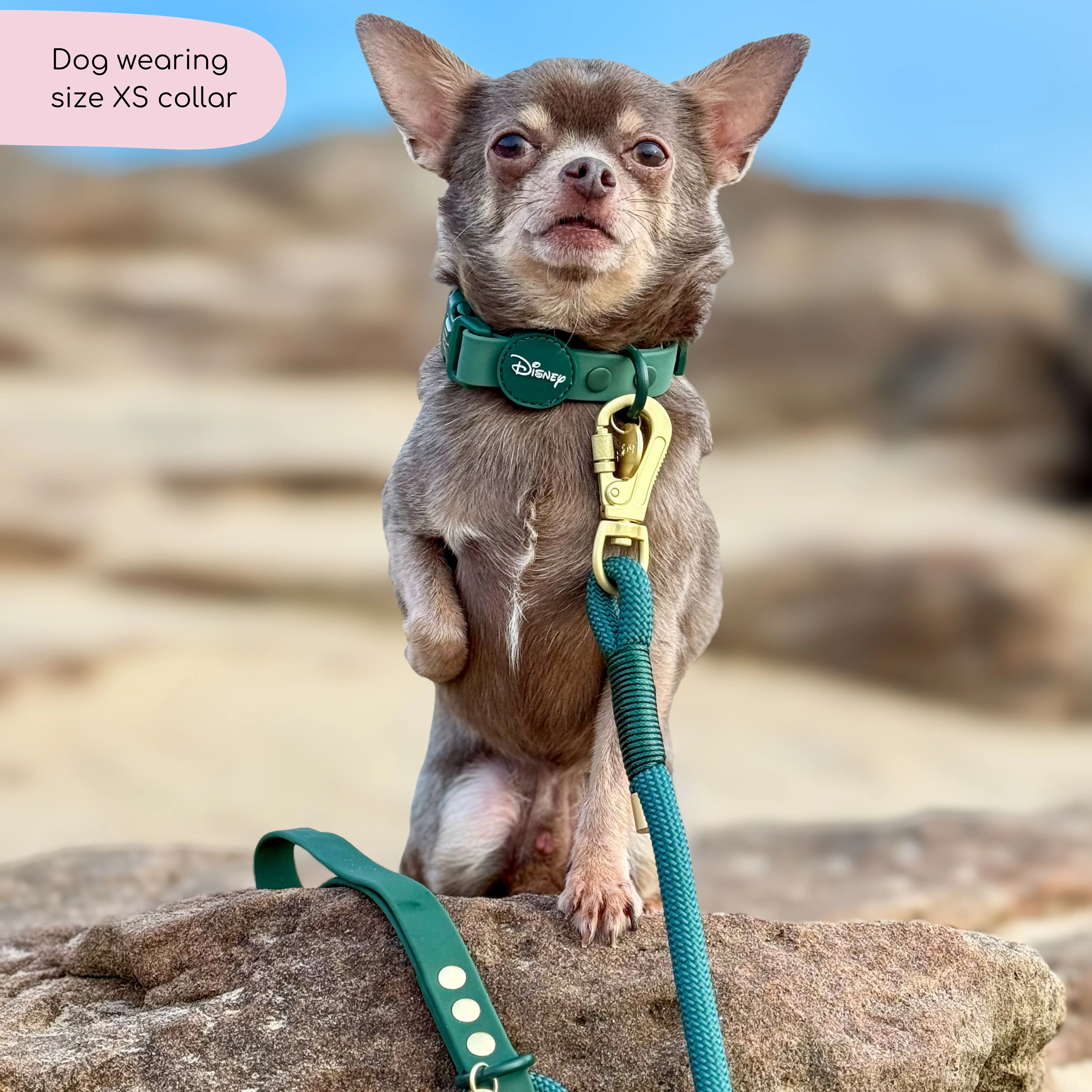 Disney© Waterproof Collar - Jungle Book - Image 7