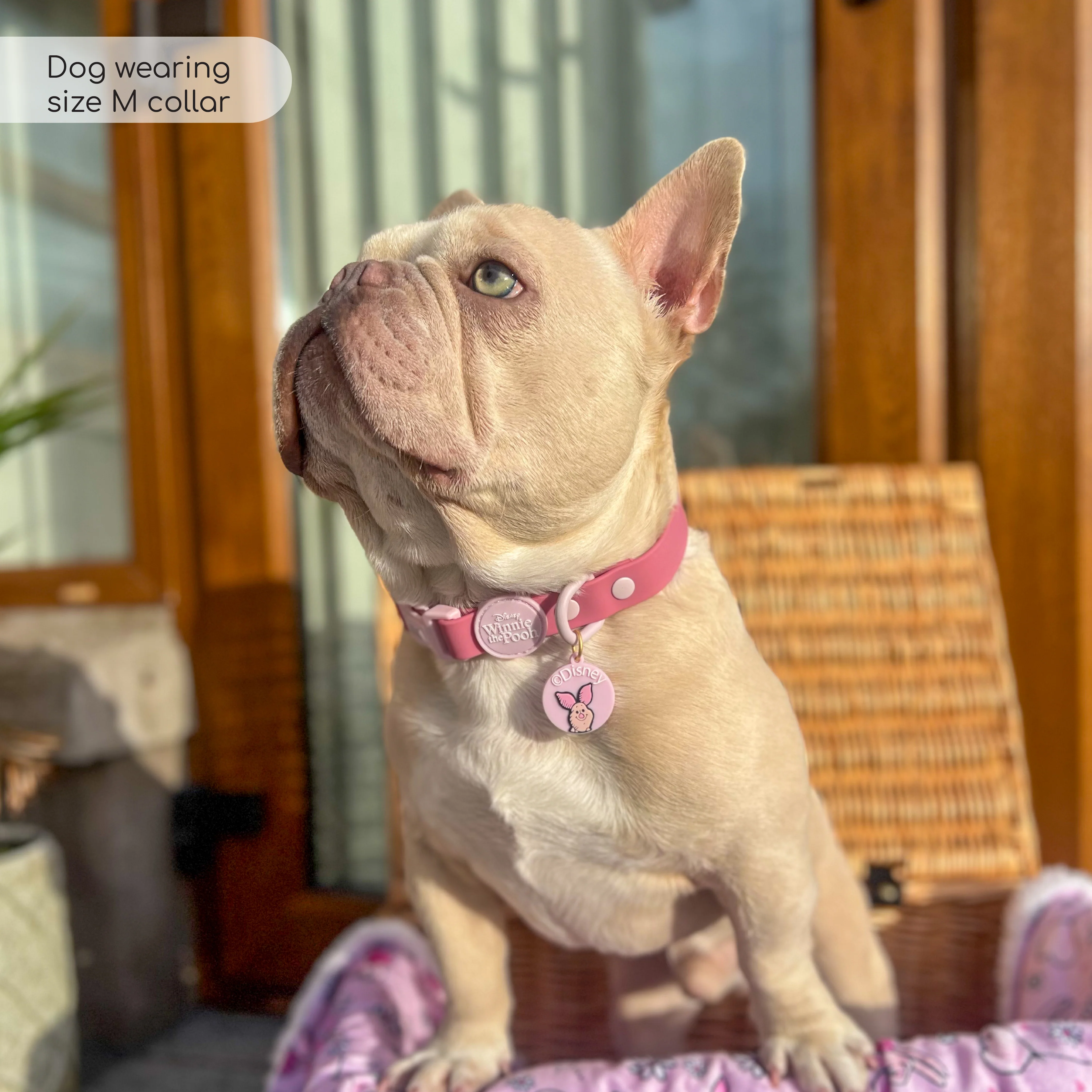 Disney© Waterproof Collar - Piglet - Image 10