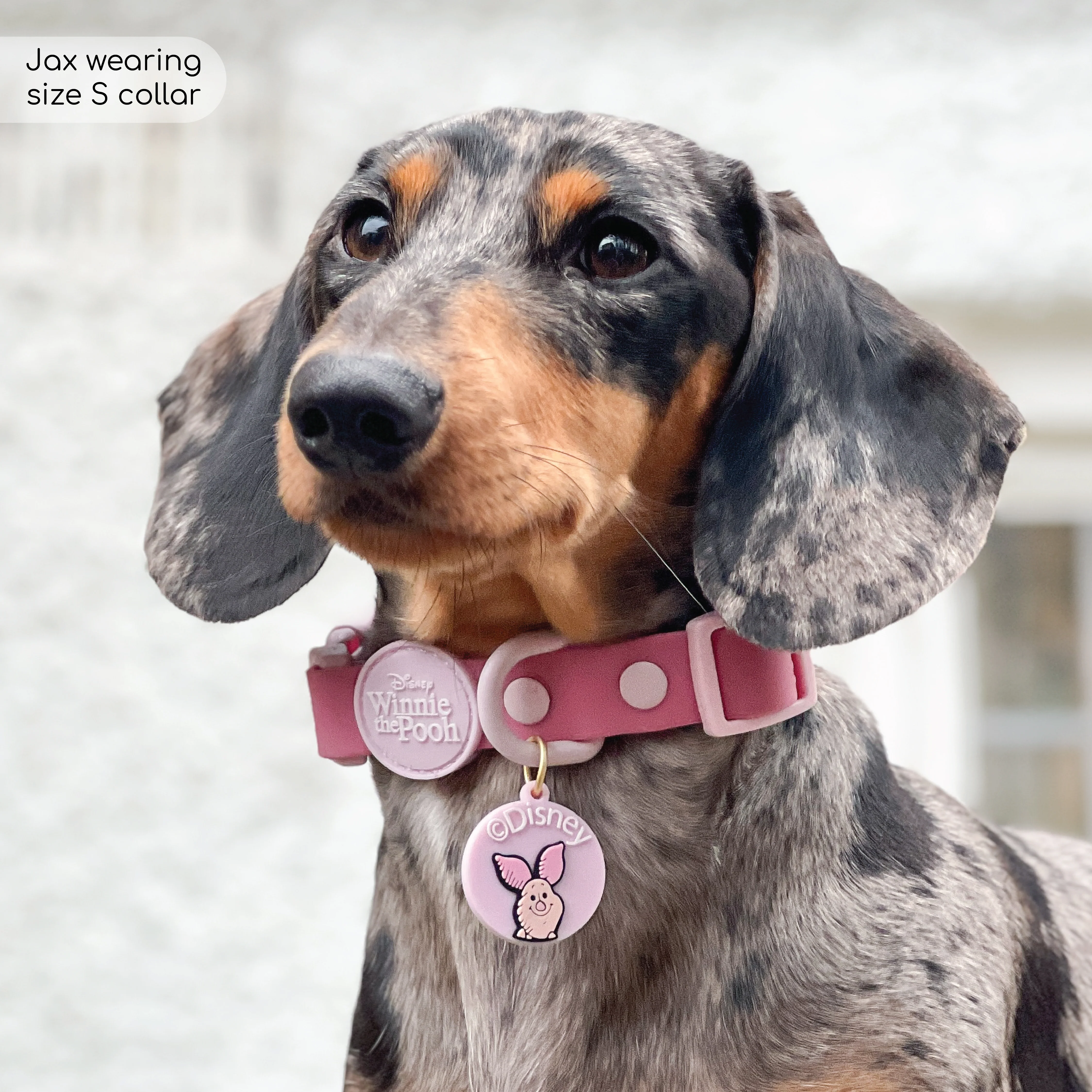 Disney© Waterproof Collar - Piglet - Image 4
