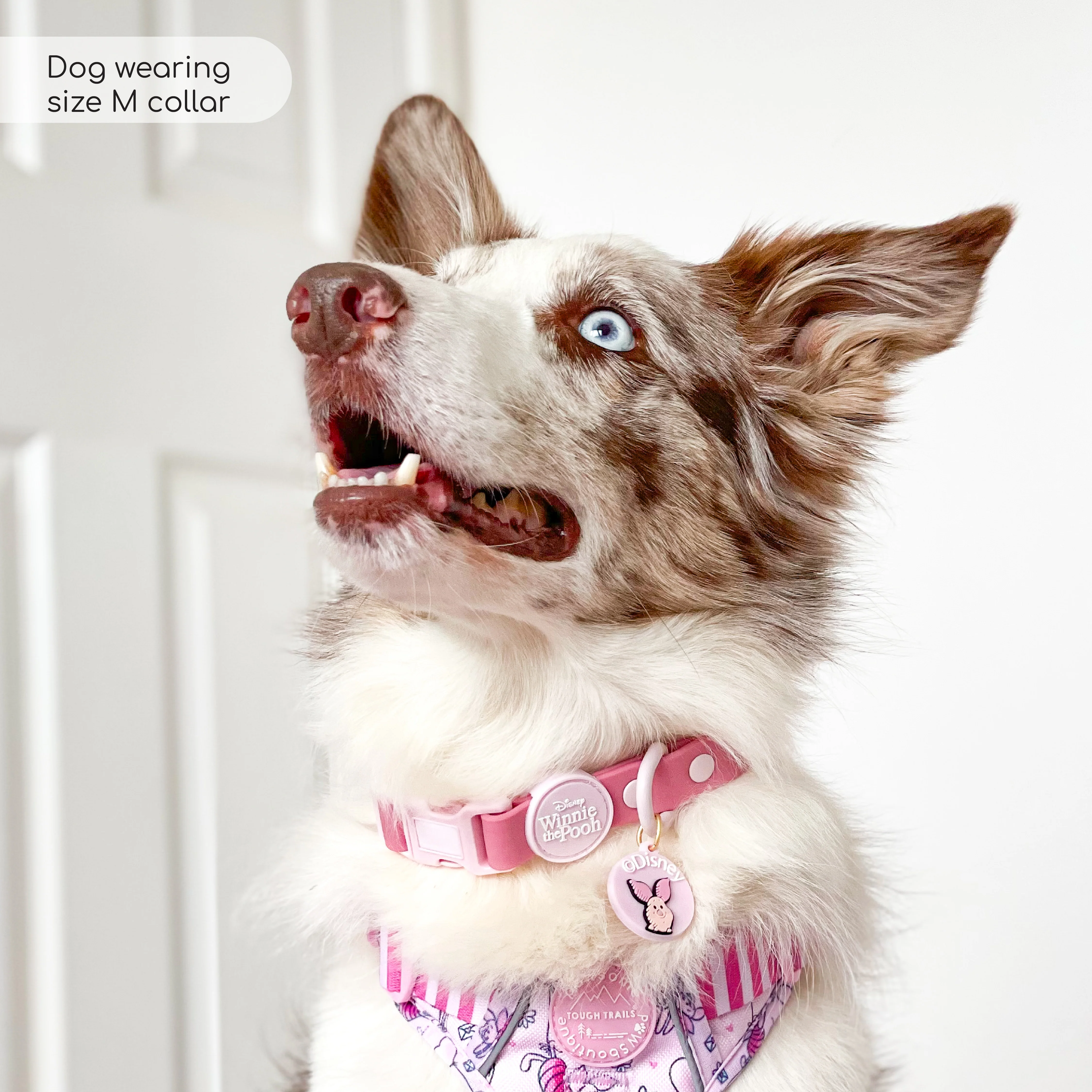 Disney© Waterproof Collar - Piglet - Image 6