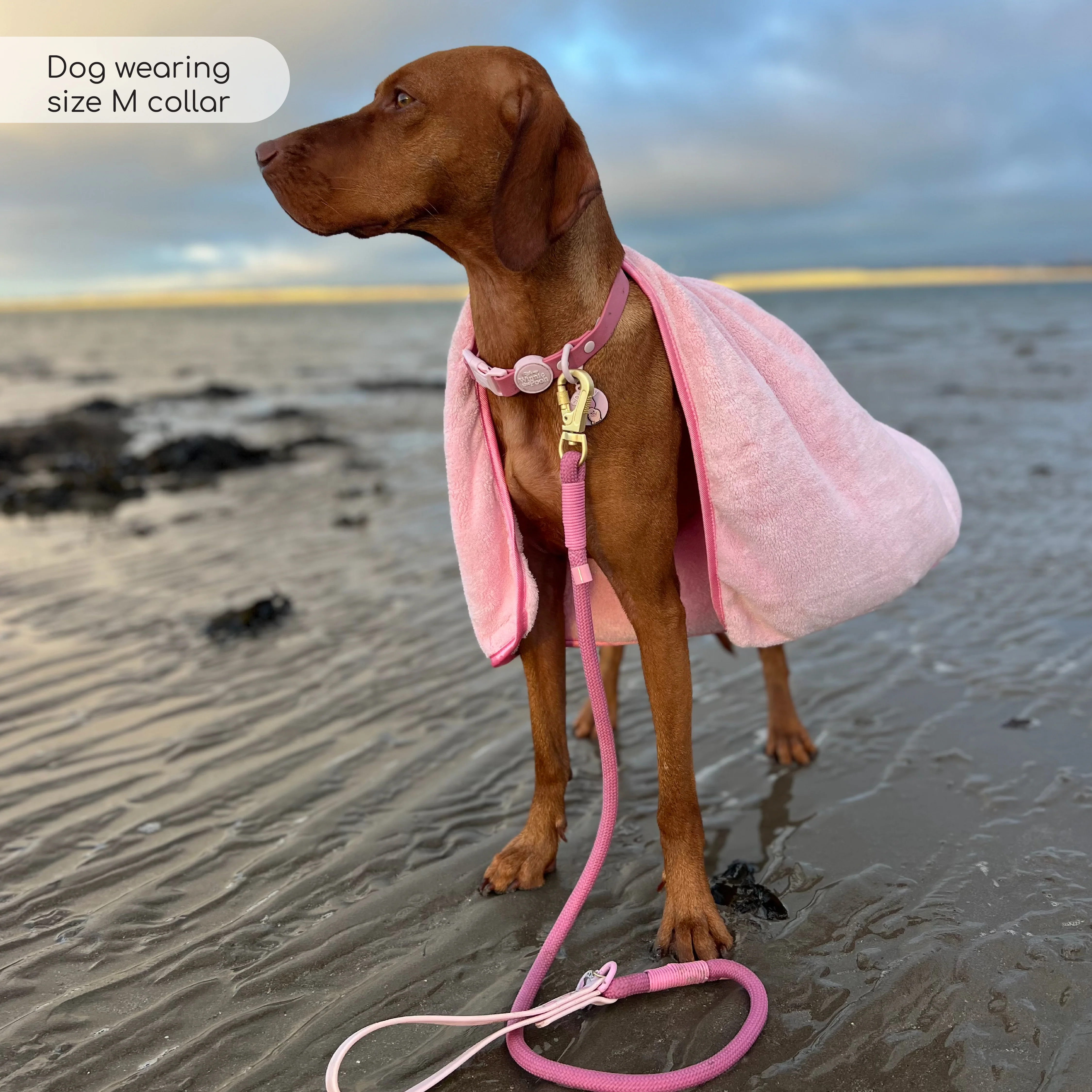 Disney© Waterproof Collar - Piglet - Image 9