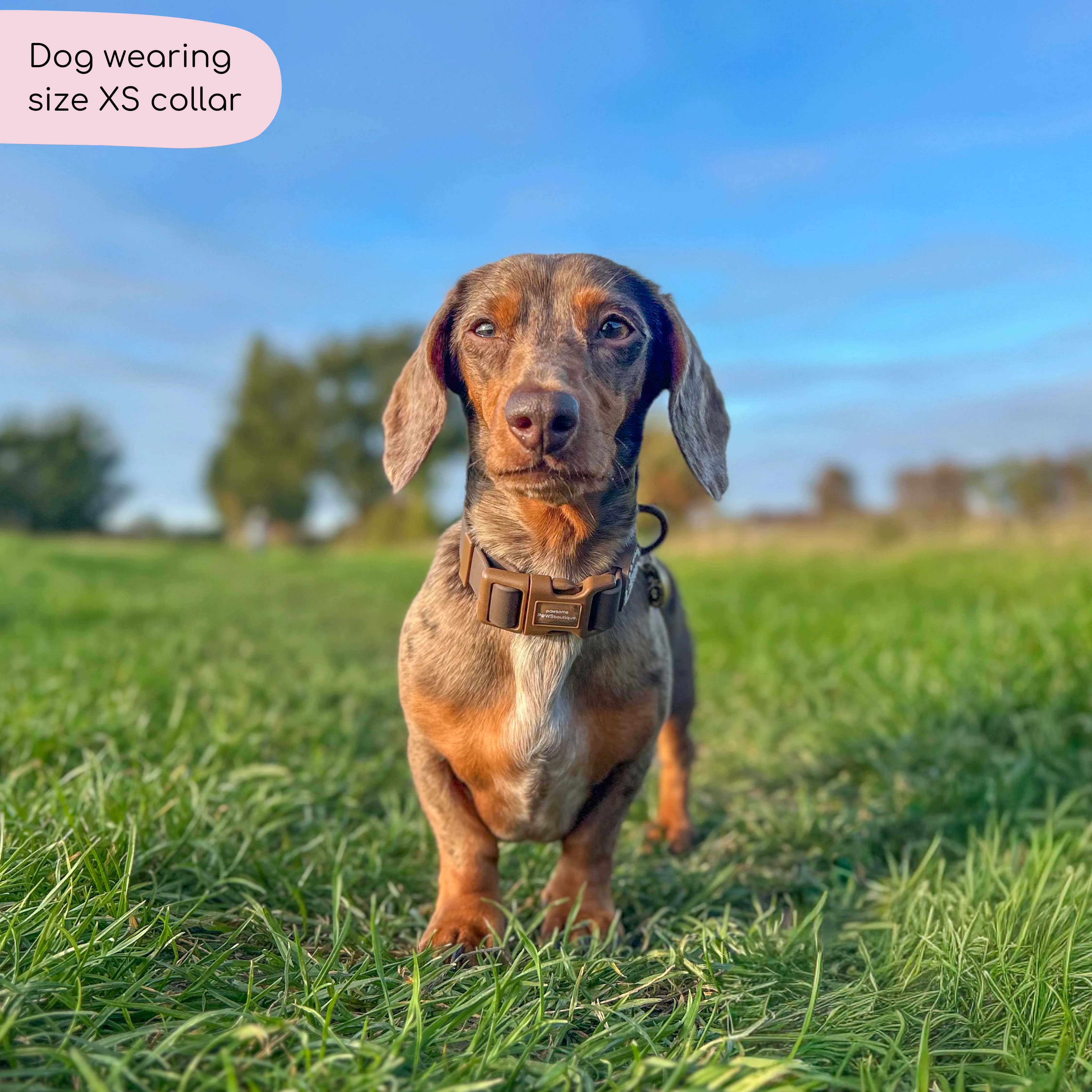 Waterproof Collar - Walkies Ready® Chocolate Brown - Image 7