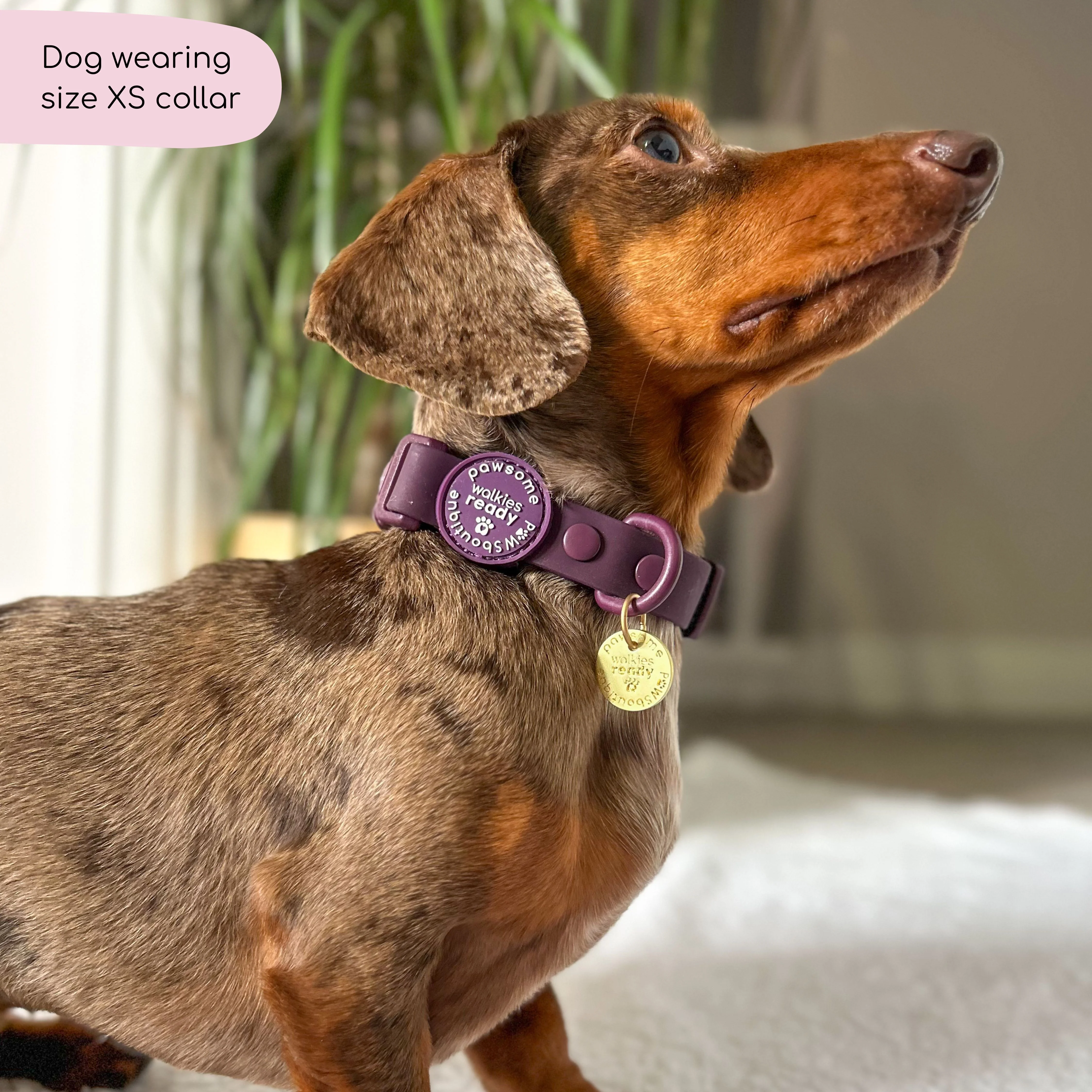 Waterproof Collar - Walkies Ready® Plum - Image 3