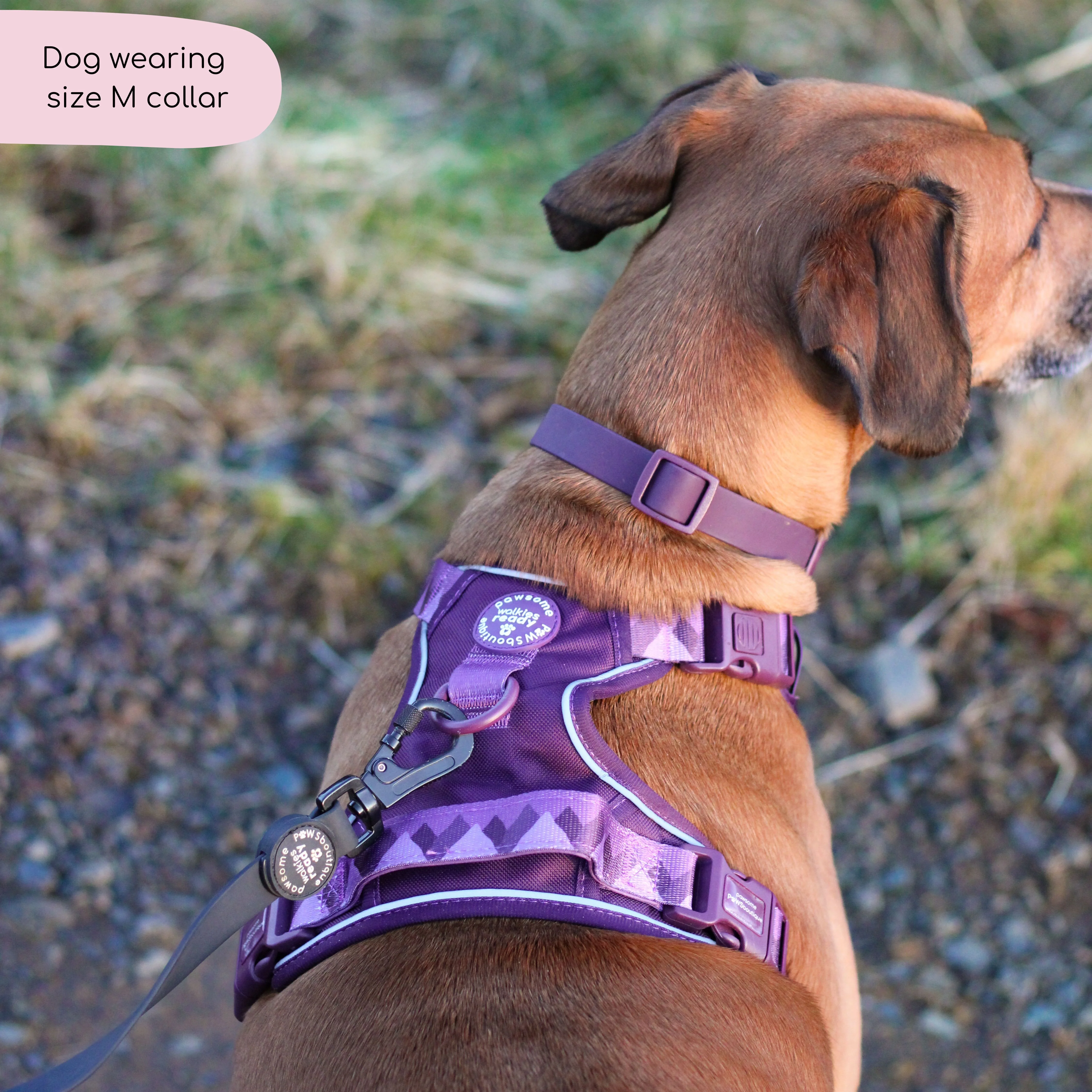 Waterproof Collar - Walkies Ready® Plum - Image 6