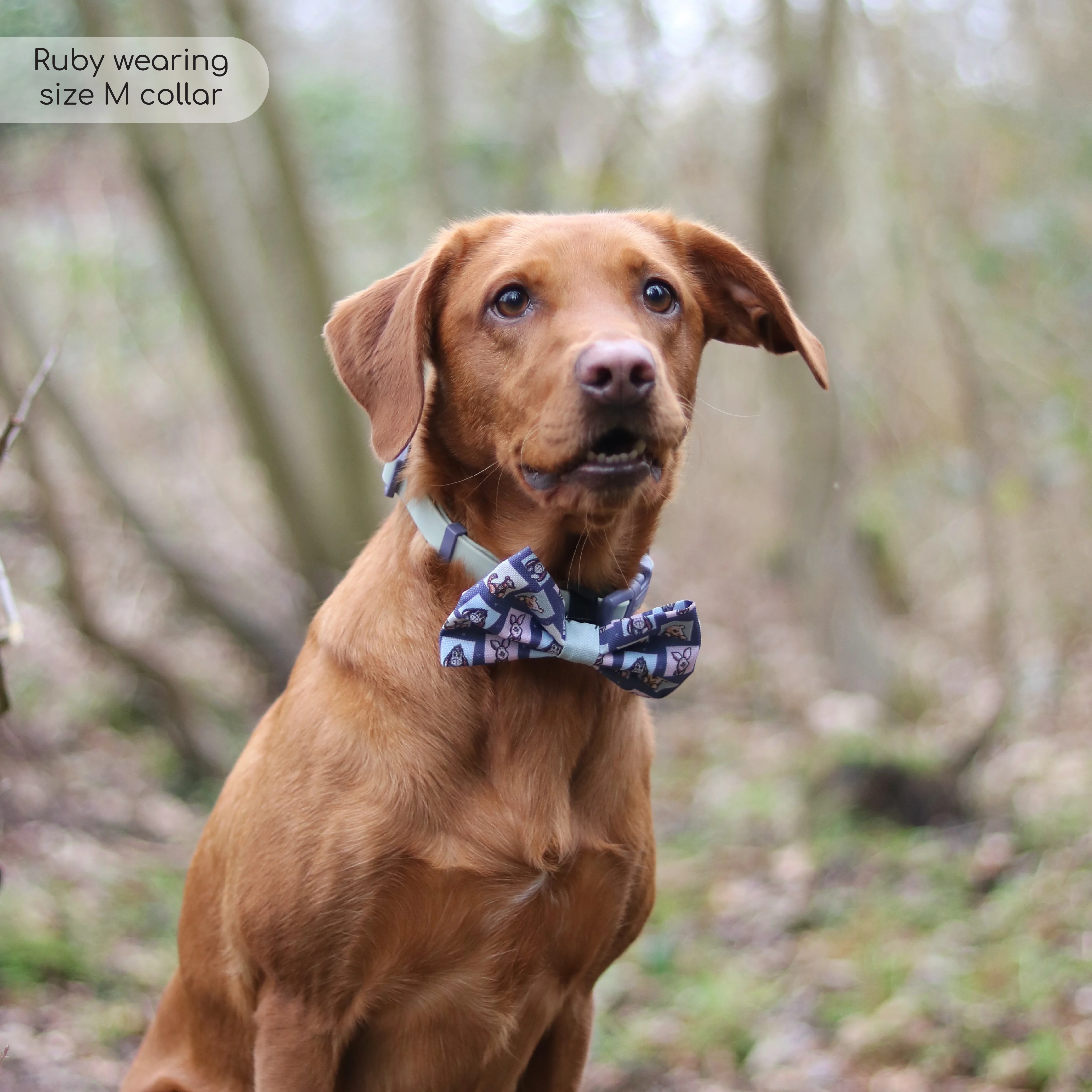 Disney© Waterproof Collar - Winnie + Friends - Image 4