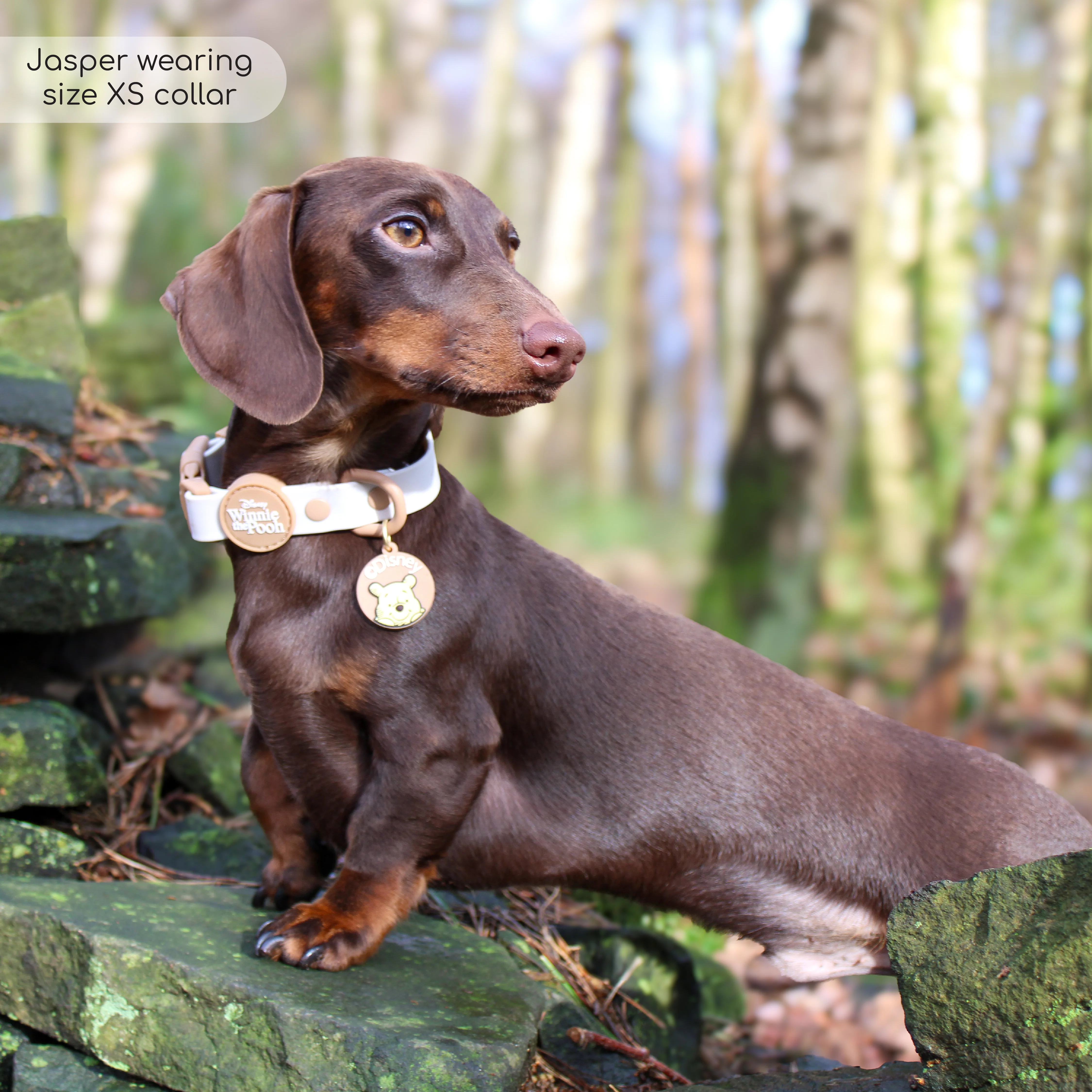 Disney© Waterproof Collar - Winnie The Pooh - Image 10