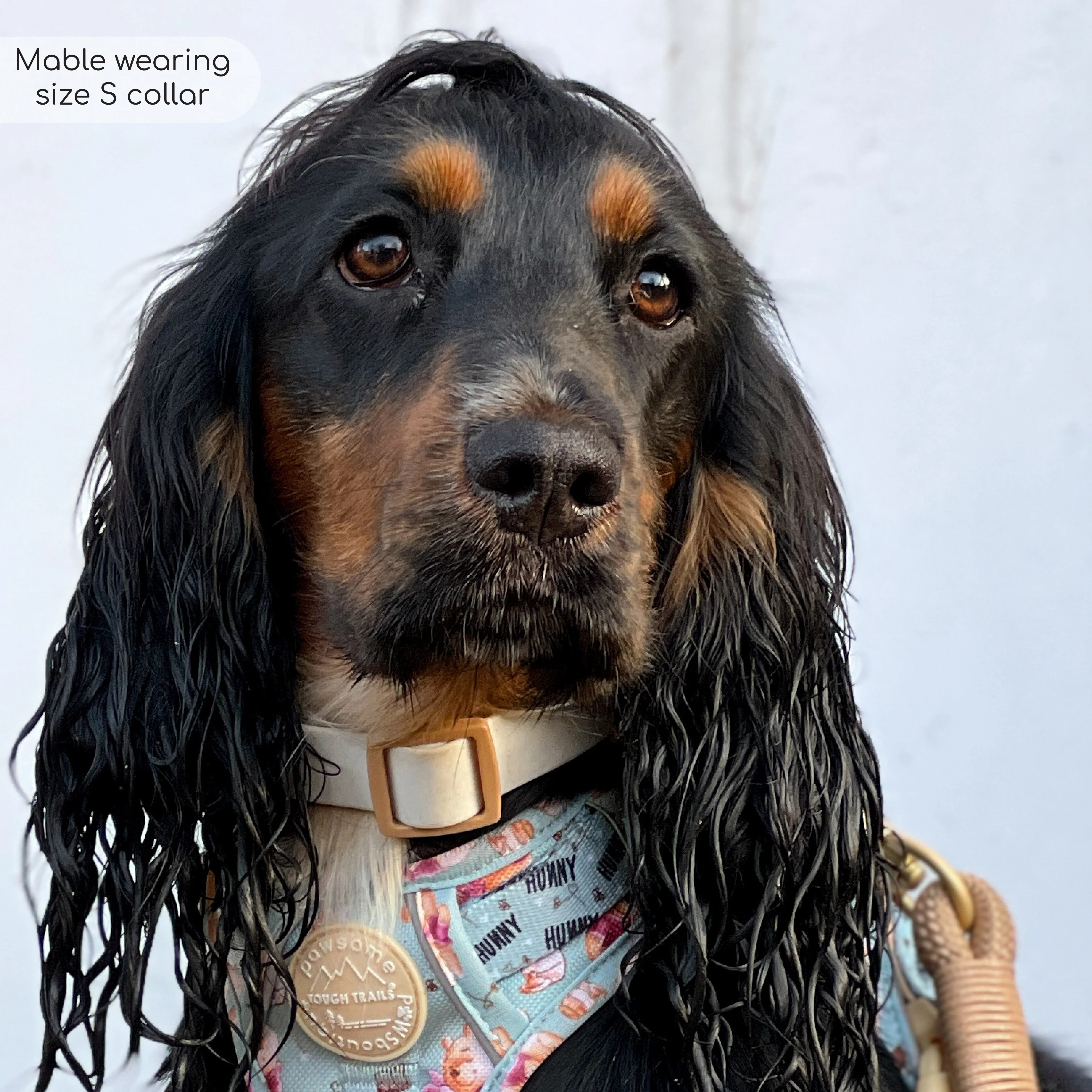 Disney© Waterproof Collar - Winnie The Pooh - Image 4