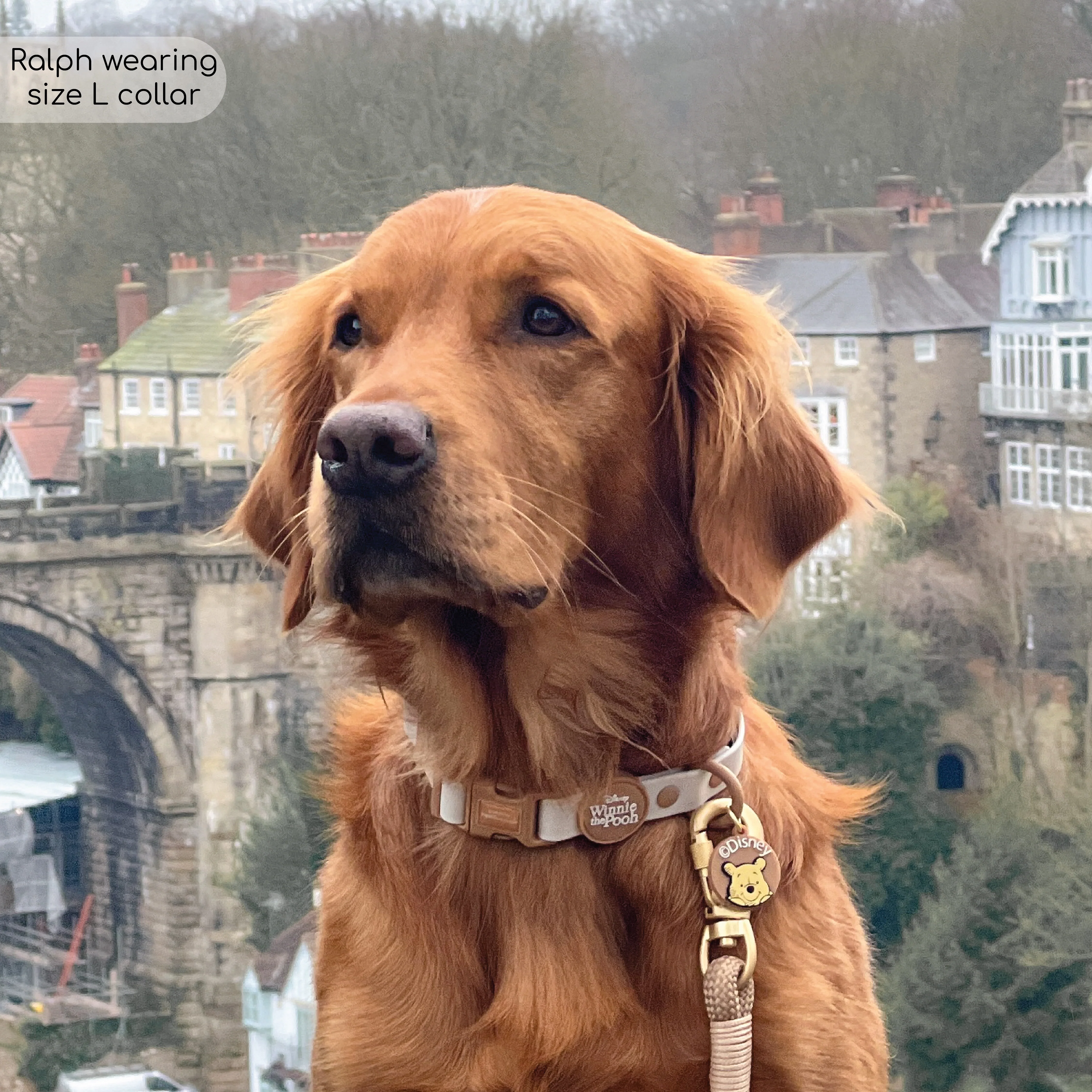 Disney© Waterproof Collar - Winnie The Pooh - Image 6